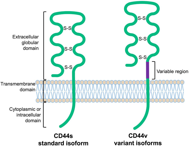 Structure of CD44 molecules